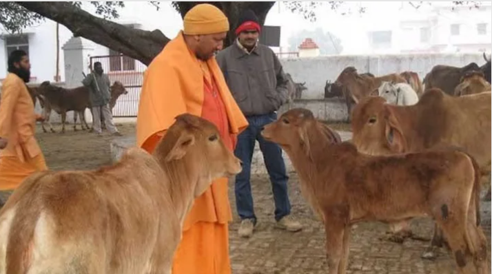 Photo of CM योगी का विजन, गाय बनेगी मजबूत अर्थव्यवस्था का आधार, बड़ी संख्या में गो पालकों को होगी आमदनी