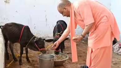 Photo of CM योगी के नेतृत्व में गोवंश संरक्षण को मिल रहा बढ़ावा